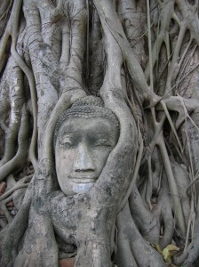Buddhakopf in Baumwurzeln