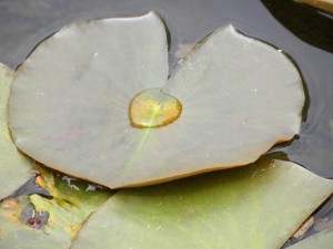 Seerosenblatt mit Wassertropfen