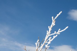 Zweig mit Schnee vor Himmel